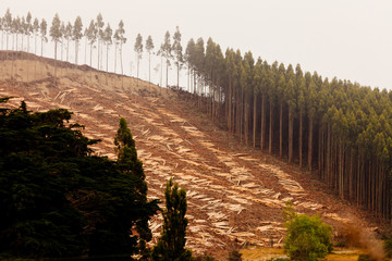 Vast clearcut Eucalyptus forest for timber harvest