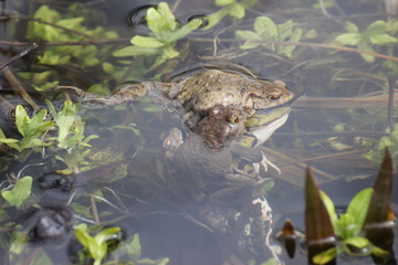 Fehlpaarung dreier Erdkrötenmännchen mit einem Teichfrosch