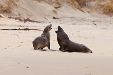 Obraz premium Rough courtship of male and female Hookers sealions