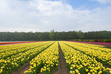 Fototapeta na wymiar Dutch yellow tulip fields