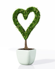 a plant in the shape of heart
