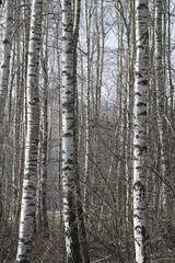 birch forest