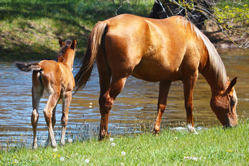 Mare with a young foal in a meadow near the river