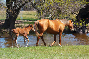 Mare with a young foal go through a meadow near the river