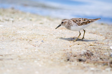 Least Sandpiper (Calidris minutilla)