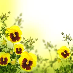 Photo sur Plexiglas Pansies Violettes de printemps jaunes sur fond vert