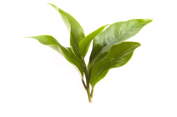 fresh tea leaves isoalted on the white background