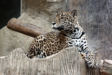 Side of leopard.
