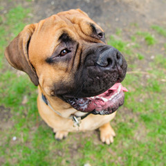 bullmastiff dog portrait