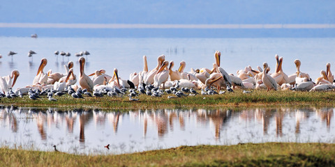 Great White Pelican in Nakuru lake, Kenya - obrazy, fototapety, plakaty