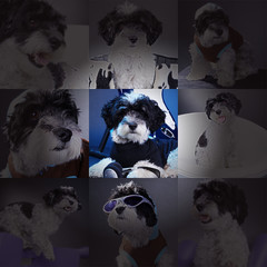 Hunde Collage witzig