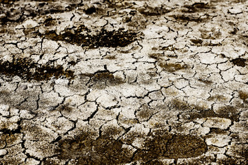 cracked  earth