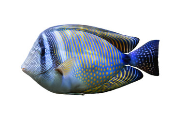 Red Sea Sailfin tang