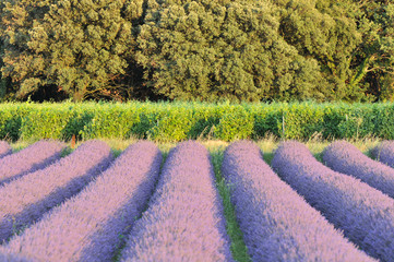 alignement vignes et champ de lavande