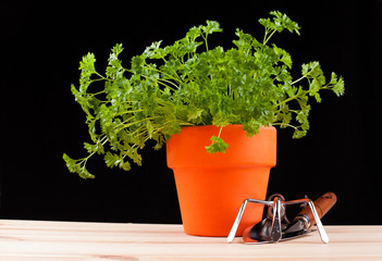 gardening time parsley and tools isolated on black