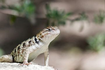 Desert Spiny Lizard