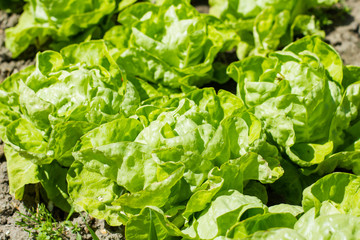 Organic green salad