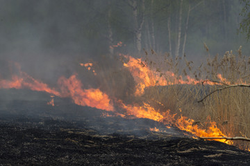 Forest Fire Flames