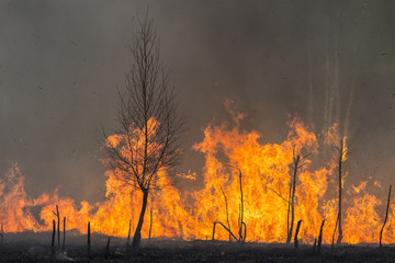 Forest Fire Flames