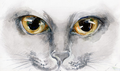 Obraz premium cat eyes