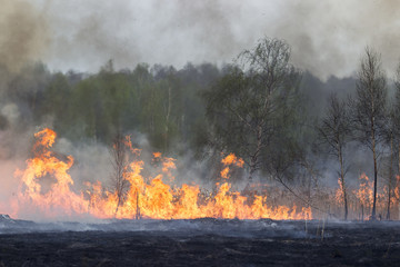 Forest Fire Flames