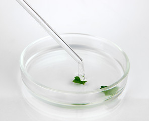 Chemical research in Petri dish isolated on white