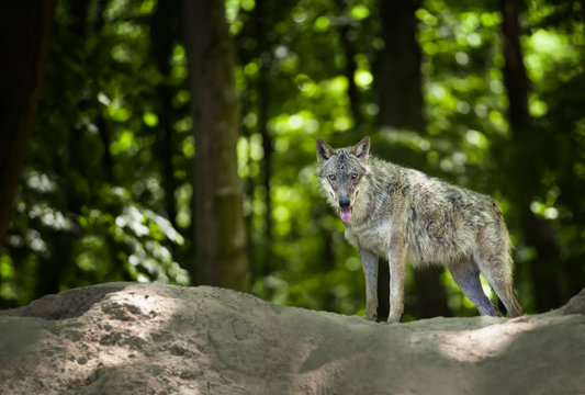 Eurasian wolf in forest looking for food
