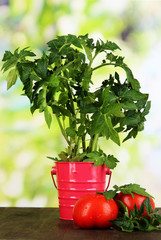 Fresh tomatoes and young plant in bucket