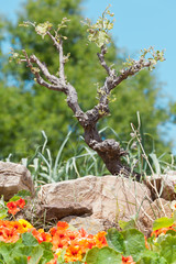 Portugal - Algarve - Baum