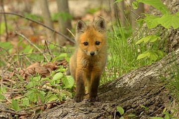 Red Fox Kit
