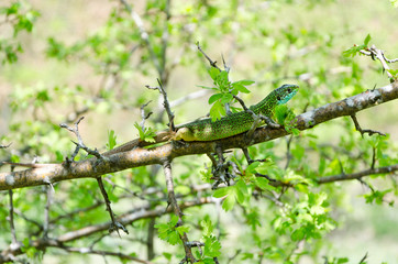european green lizard