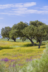 Portugal - Algarve - Landschaft