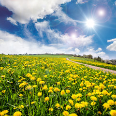 Löwenzahnwiese mit blauem Himmel und Wolken