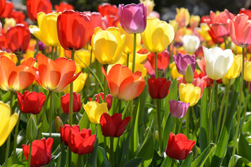 Tulips in the Garden