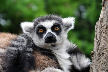 Obraz premium Katta (Lemur catta)