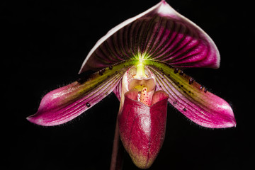 Paphiopedilum orchid
