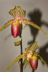 Paphiopedilum orchid