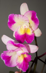Cattleya orchid