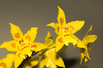 Oncidium orchid