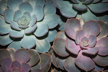 Echeveria moranii