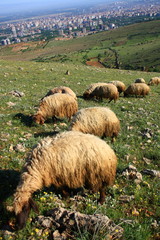 Obraz premium sheep eating on hill