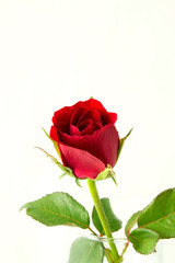 Red rose on white background