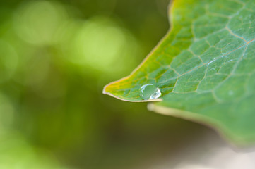 新緑の葉としずく