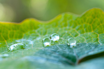 新緑の葉としずく