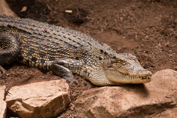crocodile