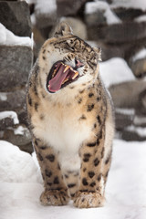 snow leopard