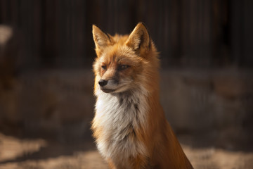fox