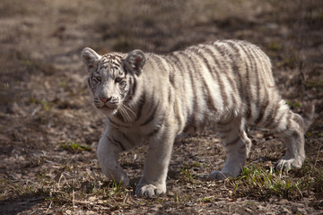 small white tiger