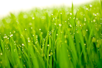 Obraz premium 新緑と水滴