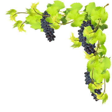 Fresh leaves of grape on white background